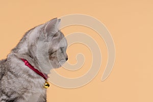 Portrait of Cute young cat Scottish breed on Beige background