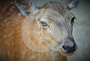 Portrait of cute young deer in the nature