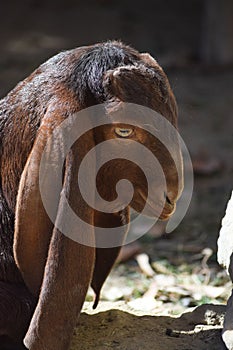 Portrait of cute young goat. pet domestic animal close up cattle. mammal black herbivorous fauna livestock farm background