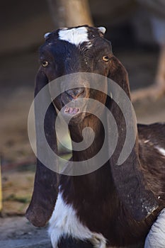 Portrait of cute young goat. pet domestic animal close up cattle. mammal black herbivorous fauna livestock farm background