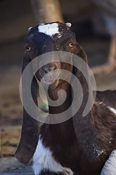 Portrait of cute young goat. pet domestic animal close up cattle. mammal black herbivorous fauna livestock farm background