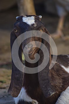 Portrait of cute young goat. pet domestic animal close up cattle. mammal black herbivorous fauna livestock farm background