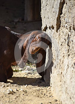 Portrait of cute young goat. pet domestic animal close up cattle. mammal black herbivorous fauna livestock farm background wallpap