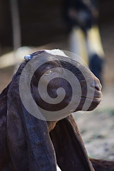 Portrait of cute young goat. pet domestic animal close up cattle. mammal black herbivorous fauna livestock farm background