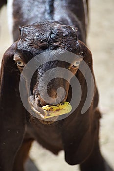 Portrait of cute young goat. pet domestic animal close up cattle. mammal black herbivorous fauna livestock farm background