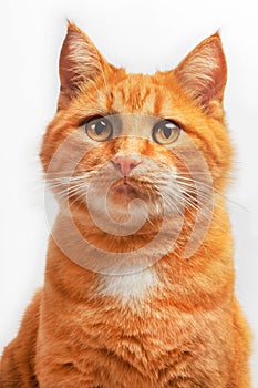 Portrait of cute young red cat