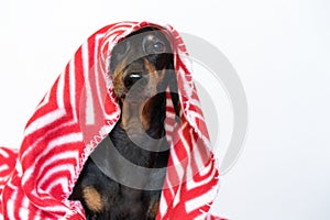 Portrait of a cute young small dog dachshund looking at the camera with a red plaid covering him