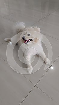 portrait of a cute young small dog lying on the white floor, resting. Pets indoors