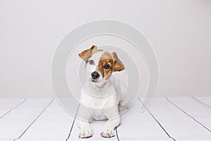 Portrait of a cute young small dog lying on the white wood floor, resting and looking at the camera. Pets indoors