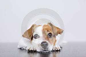 Portrait of a cute young small dog lying on the white wood floor, resting and looking at the camera. Pets indoors