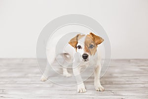 Portrait of a cute young small dog lying on the white wood floor, resting and looking at the camera. Pets indoors