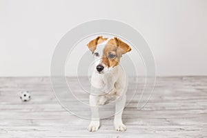 Portrait of a cute young small dog lying on the white wood floor, resting and looking at the camera. Pets indoors