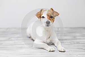 Portrait of a cute young small dog lying on the white wood floor, resting and looking at the camera. Pets indoors