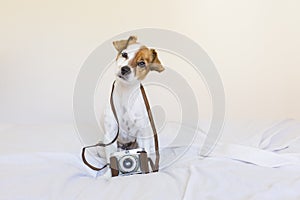 Portrait of a cute young small dog over with a vintage camera. S