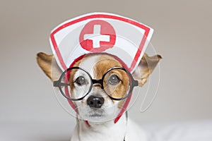 Portrait of a cute young small dog sitting on bed. Wearing stethoscope and glasses. He looks like a doctor or a vet. Home, indoors