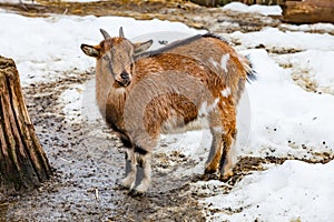 Portrait of a cute young small goat