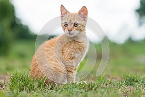 Portrait of cute young striped cat, sitting on the grass.