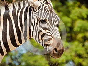 Portrait of a cute zebra (Hippotigris)