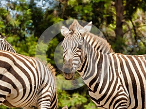 Portrait of a cute zebra (Hippotigris)