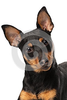 Portrait of a cute Zwergpinscher puppy on a white background