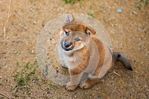 Portrait of cutered shiba inu puppy sitting outside on the ground and looking to the camera