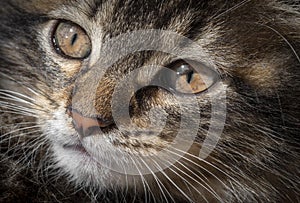 The portrait of a cutte tabby kitten