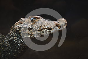 Portrait of Cuvier`s dwarf caiman Paleosuchus palpebrosus - small crocodilian in the alligator family.