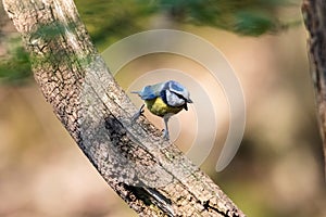 A portrait of a cyanistes caeruleus sitting perched on a big branch of a tree chirping at other birds. The Eurasian blue tit