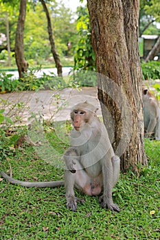 Portrait of cynomolgus monkey sitting on green grass
