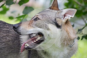 Portrait of czechoslovak wolfdog with lolling tongue close up. Pet animals