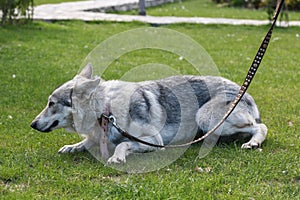 Portrait of a Czechoslovakian wolf dog in a supine position