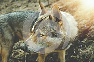 Portrait of czechoslovakian wolfdog on the meadow.