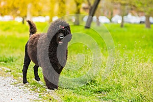 Portrait of CÃÂ£o de ÃÂ¡gua portuguÃÂªs, black curly-coated dog outdoors photo