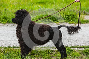 Portrait of CÃÂ£o de ÃÂ¡gua portuguÃÂªs silhouette, black curly-coated dog outdoors photo