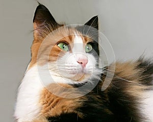 Portrait d`un joli chat trois couleurs aux yeux verts photo