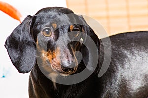 Portrait of dachshund