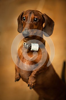 Portrait of Dachshund on brown background.