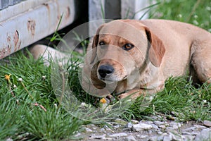 Portrait of a dachshund dog