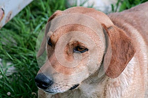 Portrait of a dachshund dog