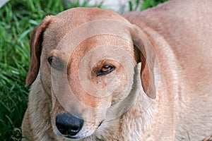 Portrait of a dachshund dog