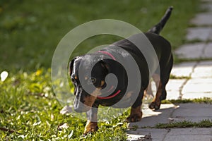 Portrait of Dachshund dog