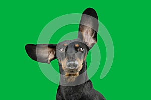 Portrait dachshund dog with big ears looking up against  green croma key background