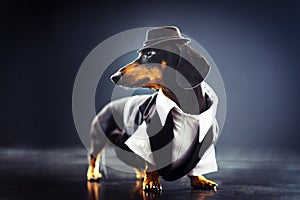 Portrait of a dachshund dog, black and tan, dressed in an elegant suit and white shirt, hat, dancing with strong backlight on the