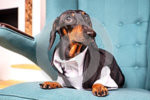 Portrait of a dachshund dog, black and tan, dressed in a white shirt and costume, sits in an easy chair and looks up in surprise