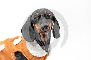 Portrait of dachshund dog in fur warm vest pitiful look Children sheepskin coat