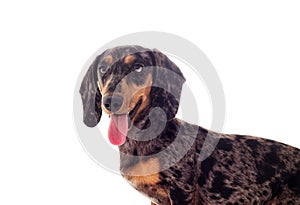 Portrait of a dachshund dog looks