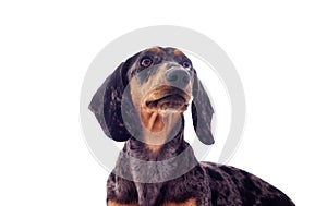 A portrait of a dachshund dog looks