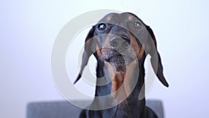 Portrait of dachshund dog trembling, barking nervously and demandingly at camera