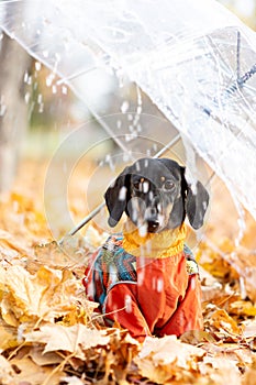Portrait of a dachshund dog under an umbrella in an autumn park on a rainy day.