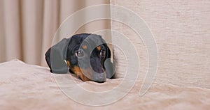Portrait of dachshund dog who looks out from behind sofa with sad look, puts head on couch attracting attention of owner